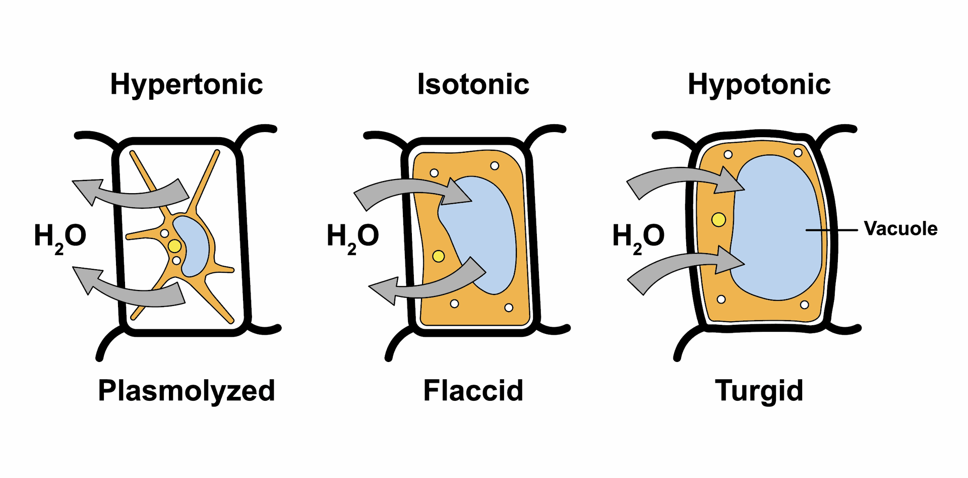 Water and its Characteristics Hypotonic, Hypertonic or Isotonic odoo